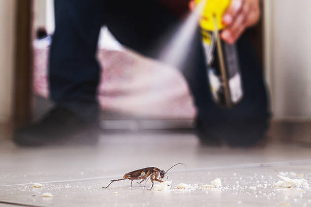 Best Flea Control Services  in Solvang, CA